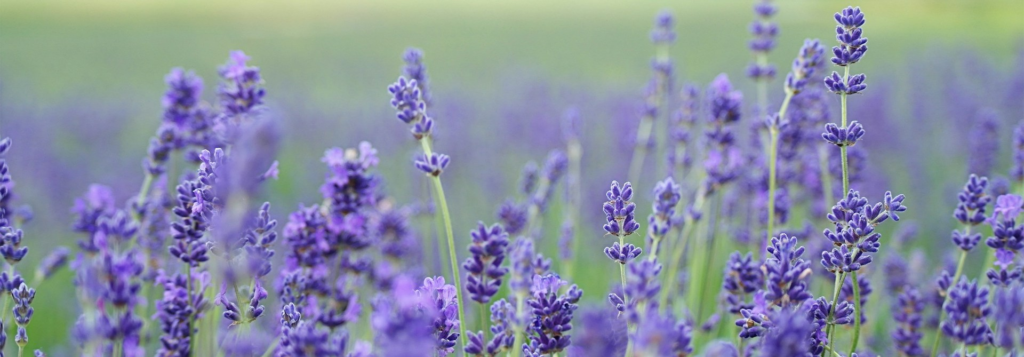 Lavender field